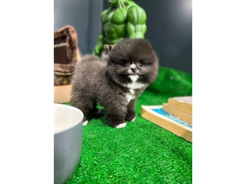 Aynı gün içerisinde teslim pomeranian boo yavrularımız