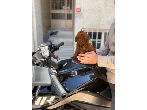 Toy poodle sağlık ve ırk garantili