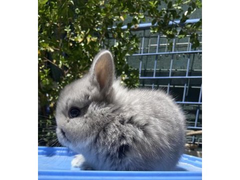 Orjınal cüce ve mini lop tavşanlar