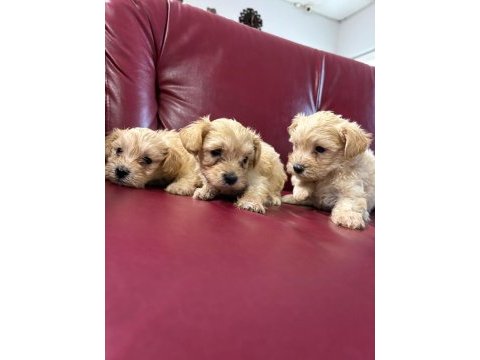 Ufacık safkan maltipoo yavrularım