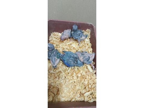 Cep papağanı forpus bebekler