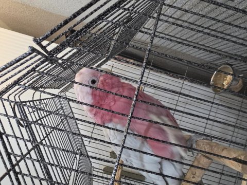 Gül kakadu papağanı