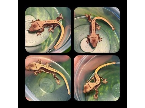 Crested gecko yavrular