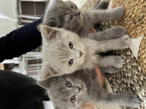 2 aylık british shorthair şekerler sahiplerini bekliyor