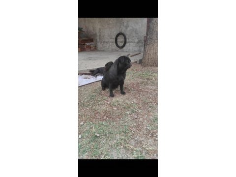 Yetişkin pug mops dişiler