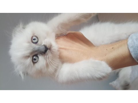 Scottish fold longhair erkek