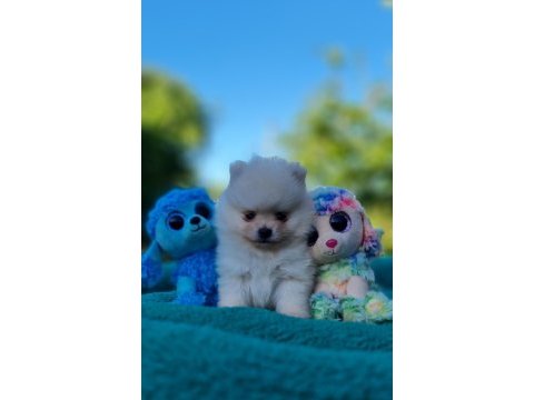 Neşe dolu şecereli tedyface pomeranian yavrularımız