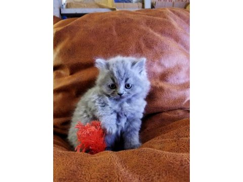 Muhteşem güzellikte scottish fold yavrularımız