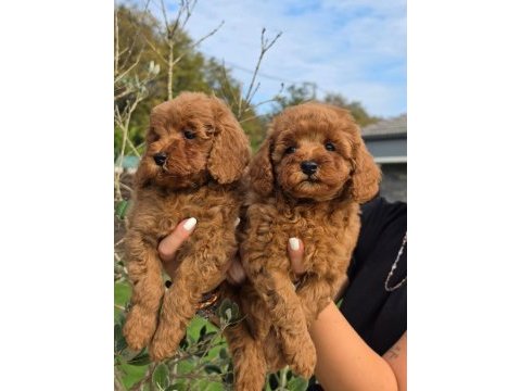 Poodle çiftliğinden red brown toy poodle bebeklerimiz
