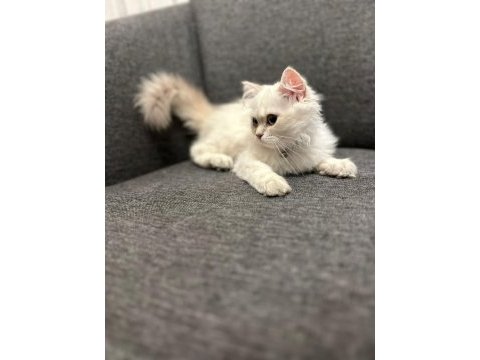 Süper kalite erkek british longhair