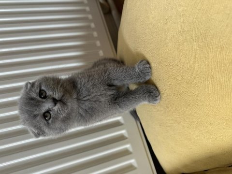 Sevimli bebek kedilerim