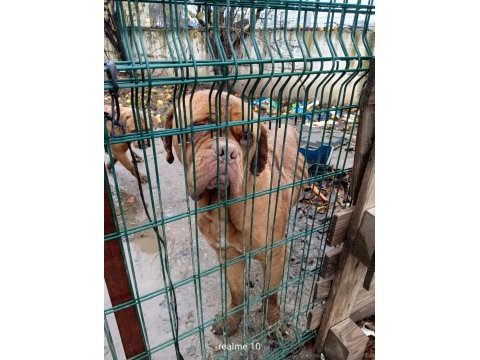 Messinin köpeği fransız mastiff