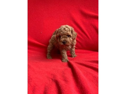 Safkan toy poodle bebekler
