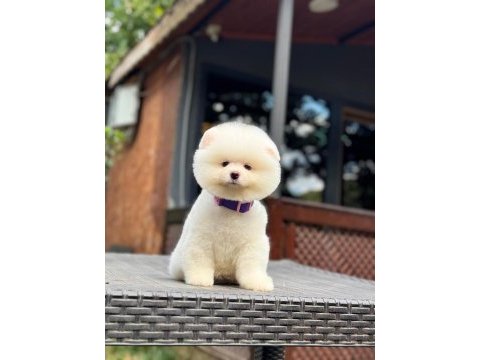 Yavru pomeranian boolarımız