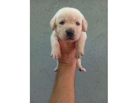 Labrador yavru köpekler