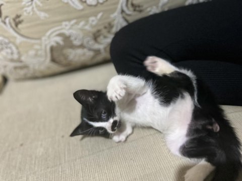 Smokin kedimiz henüz 1 aylık erkek bebek
