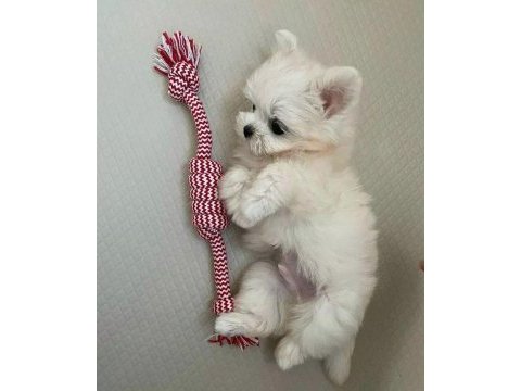 Mini boy maltese terrier