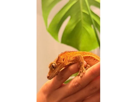 Sağlıklı crested geckolar