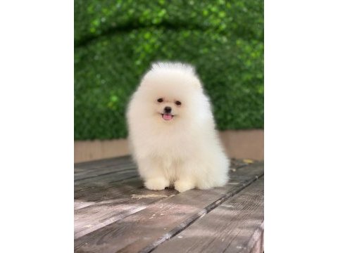 Show kalite tea cup pomeranian yavrularımız