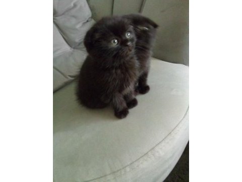 45 günlük dişi yavru scottish fold