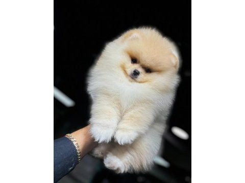 Pomeranian bebek