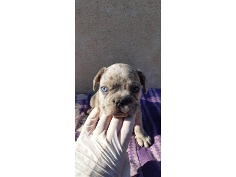 Egzotic blue merle french bulldog erkek