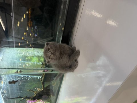 Orjinal scottish fold yavrusu