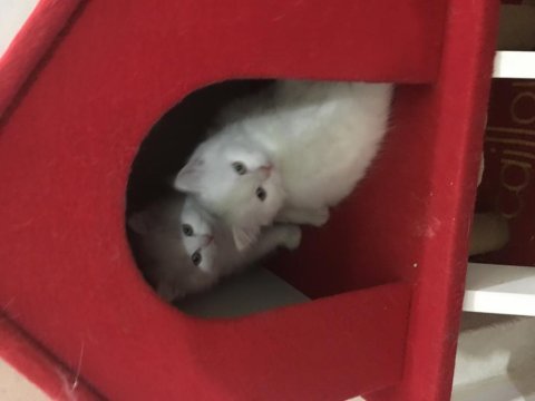 British longhair yavrular