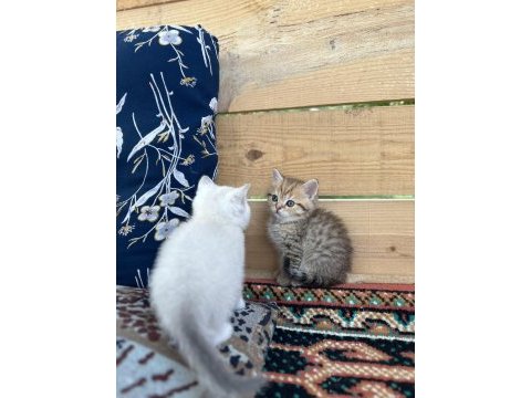 Saf ırk british shorthair
