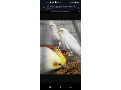 Sultan papağanı yavruları 2 aylik çiftler