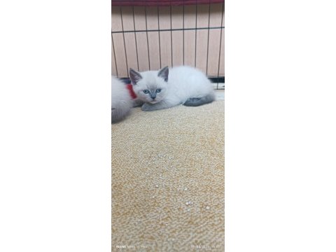 Safkan blue point british shorthair