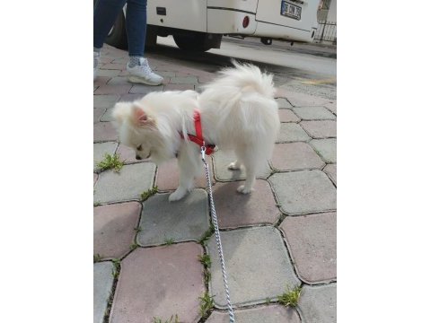 Orjinal sağlıklı ırk pomeranian boo
