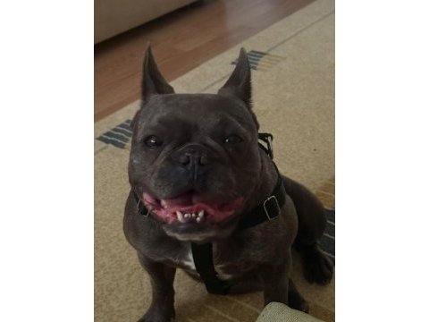 Sevimli dişi french bulldog