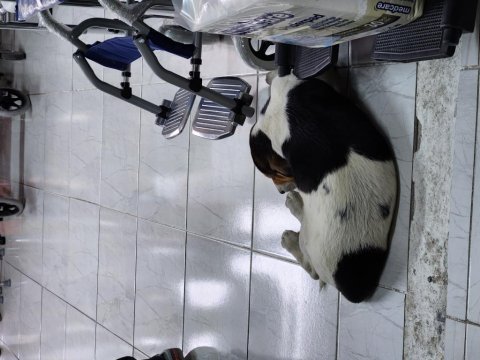Ücretsiz jack russell