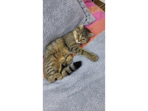 2 yasında british shorthair tabby kedimiz