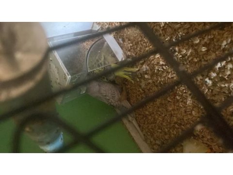 2 adet erkek jumbo 45 ve 35 günlük renk güzelleri kuşlar