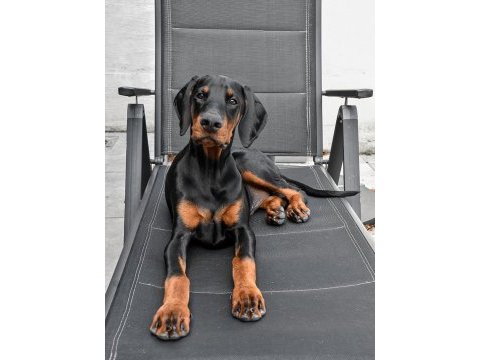 Profesyonel üretim çiftliğinden doberman yavrular