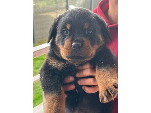 Orjinal macar dişi rottweiler isteyene özel