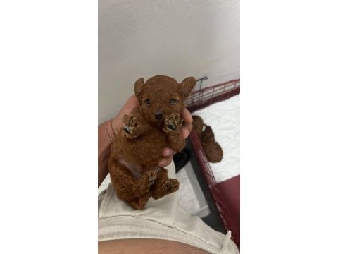 Toy poodle köpeği