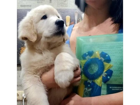 Golden retriever adrese teslim kapıda ödeme yapabilirsiniz
