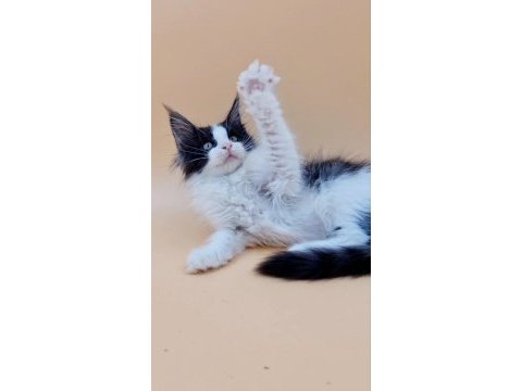 7 aylık maine coon