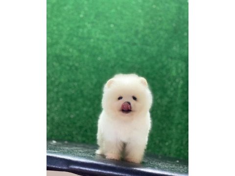Sizde pomeranian tüy yumağına sahip olmak istermisiniz