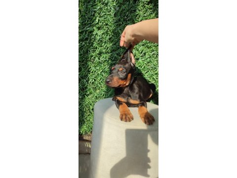 King doberman yavruları