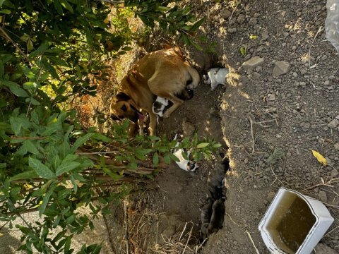 Lütfen yavru köpekleri sahiplenelim