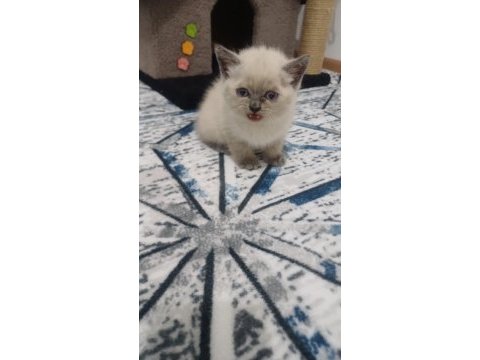 Ücretli sahiplendirilecek british shorthair