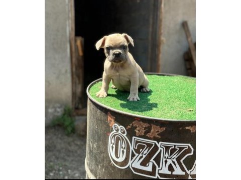 Mükemmel anatomi çift dna french bulldog yavrular