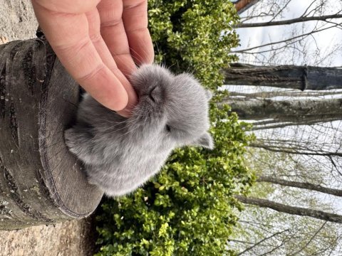 Süper netherland dwarf cüce tavşanlar
