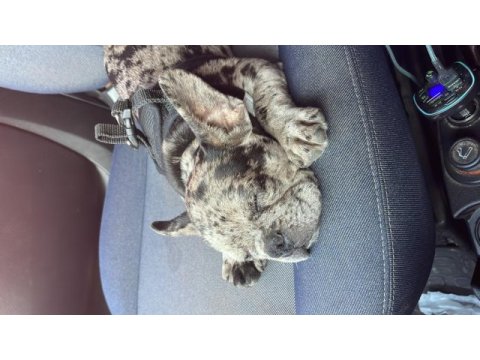 3 aylık erkek french bulldog