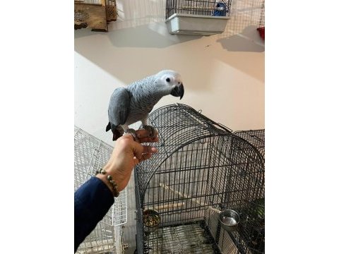 Konuşan jako papağanlarımız