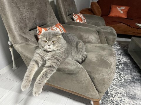 Erkek scottish fold kedisi